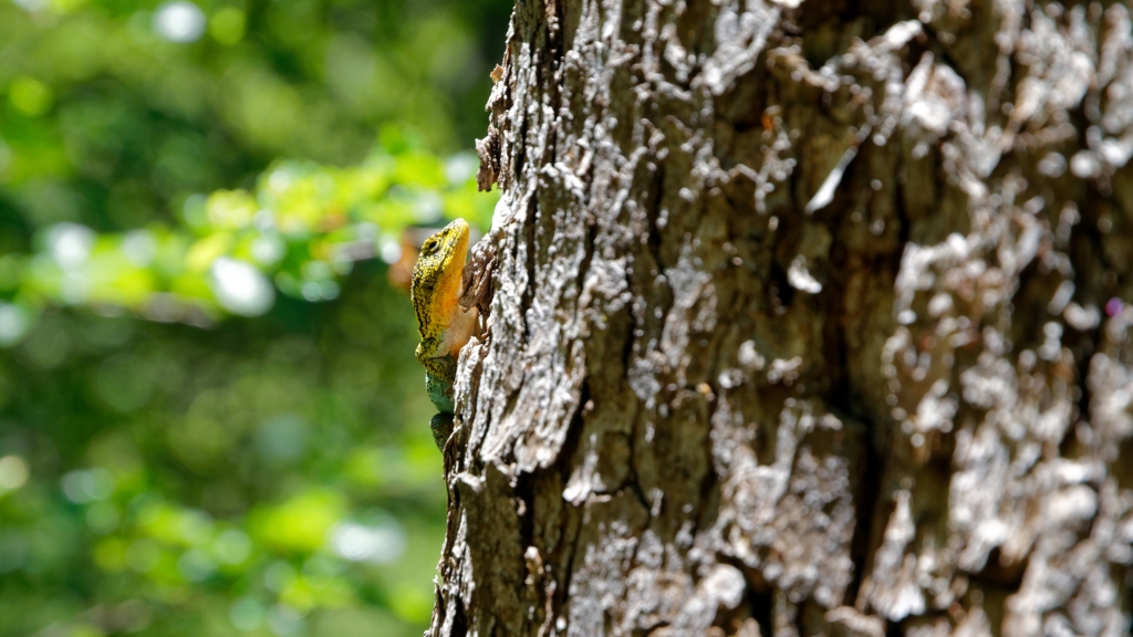 06 - Altos de Lircay RN (3).jpg